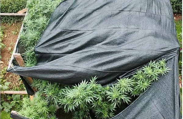 Po ocenah kriminalistov naj bi  glavni osumljenci v nekaj letih 
pridelali in prodali več sto kilogramov konoplje.