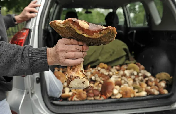 Gozdarski inšpektorji lahko po novem poleg gobarjev oglobijo tudi preveč vnete nabiralce kostanjev, mahu in zelnatih 
rastlin. A vsaj še v letu 2017 se nameravajo bolj kot 
nabiralcem posvečati nadzoru nad sanitarno sečnjo zaradi 
podlubnikov.  