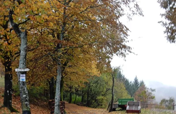 Pravih rešitev za brkinske (in druge) gozdove še ni na 
obzorju.