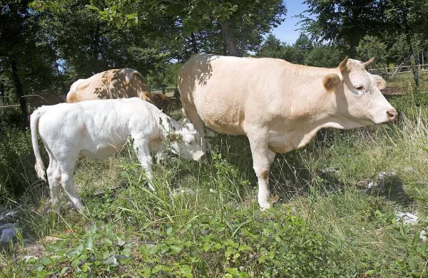 Veterinarji bodo v naslednjih tednih cepili drobnico proti virusni bolezni 
modrikastega jezika.
