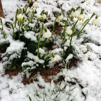 Sneg povzroča preglavice na cesti