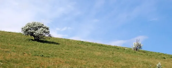 Čičarija je botanični raj. Zaslužila bi si posebno skrb in 
varstvo.