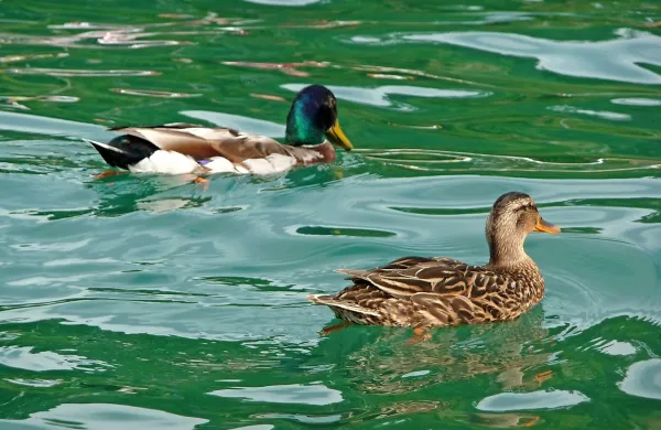Fotografija je simbolična.