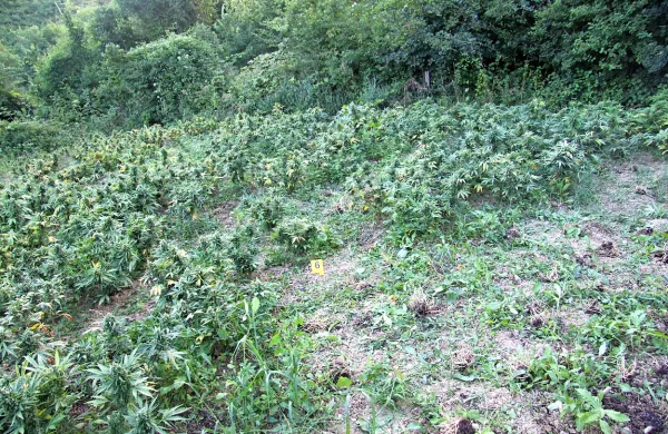 Po obtožbi naj bi Koprčana skrbela za njivo trave v okolici 
Dekanov.