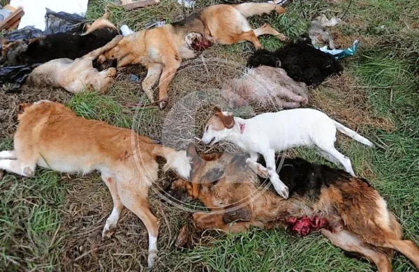 Na cesti Vodnjan-Fažana v bližini ilegalnega odlagališča 
zelenega odpada je v nedeljo popoldne kolesarka naletela na 
devet pasjih trupel.