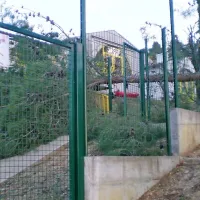 Ciprese v Piranu padajo kot domine