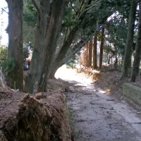 Ciprese v Piranu padajo kot domine