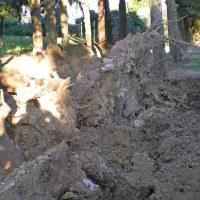 Ciprese v Piranu padajo kot domine