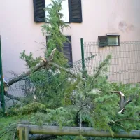 Ciprese v Piranu padajo kot domine