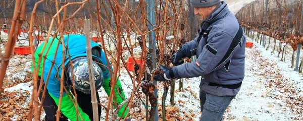 V Rinčetovi grabi so v vinogradih P&F Jeruzalem trgali pri - 12 
stopinjah Celzija.