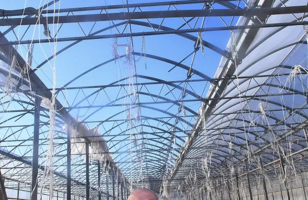 Robert Fakin, direktor Agrarie,  si ogleduje škodo v rastlinjaku, 
kjer je potrgalo prekrivno folijo. 
