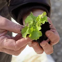  Solata v Agrariinem velikem rastlinjaku  je zaradi vdora burje 
zgnila vse do sredice.

