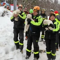 Iz zasutega italijanskega hotela re&scaron;ili tri psičke