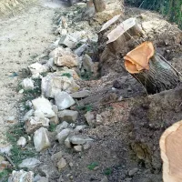 Korenine, zemljo in ostanke škarpe bodo odstranili v ponedeljek.