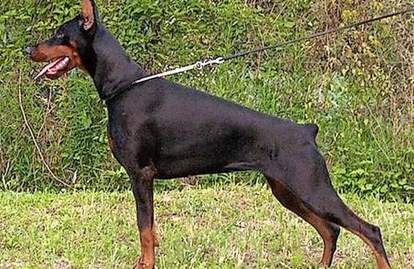 Ob dobermanu je imel ovadeni še belgijskega ovčarja, 
obema pa je bilo videti, da gospodar z njima ne ravna 
dobro.