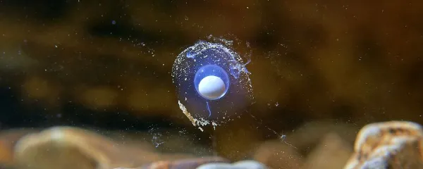 Pretekli teden je minilo natanko eno leto, odkar je mama 
zmajevka izlegla prvo jajčece.