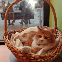 Mijina košara v “njeni” izložbi.