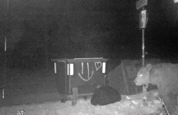 Medved na nočnem delu, kot so ga posnele kamere skupine  
Life dinalp bear.