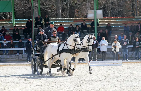 Kobilarna Lipica se pripravlja na svetovno prvenstvo dvovpreg