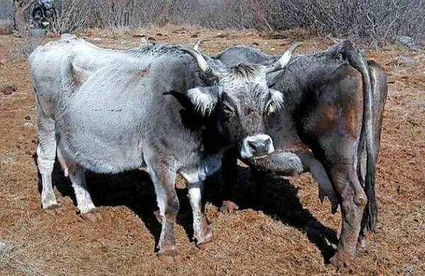 Krava sivka