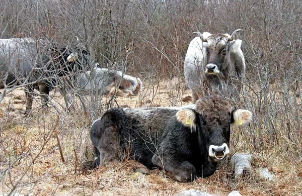 S pašnika na območju Doberdoba je izginilo šest brejih krav, 
dve so nepridipravi poškodovali.