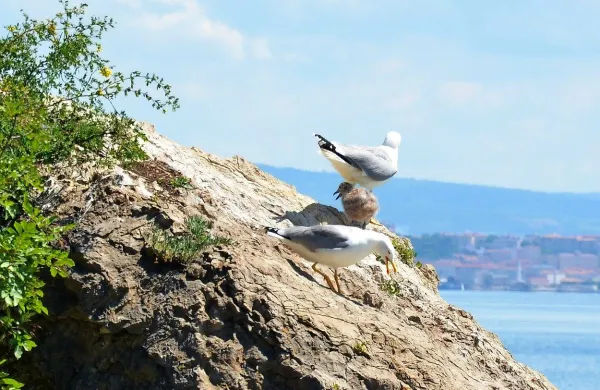 Galebi živijo povprečno 35 let, razmnožujejo pa se tekom 
celega življenja. 