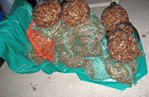 Po obtožbi naj bi sedem članov združbe v Slovenijo pripeljalo 
800 kilogramov dateljnov. 