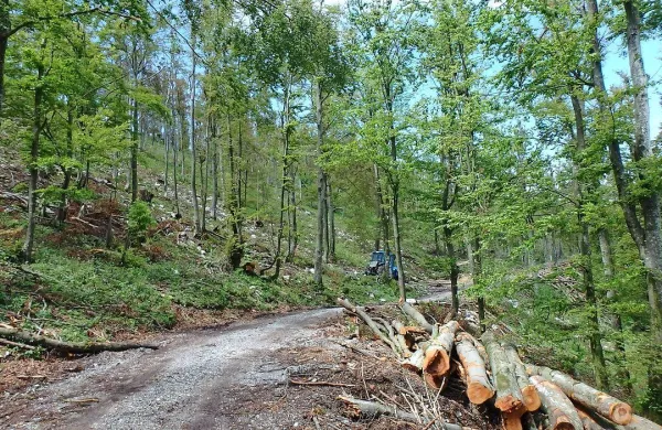Sreča v nesreči je, da so zaradi žleda v minulih letih naredili 
več   gozdnih vlak  in s tem odprli mnogo gozdov. 
