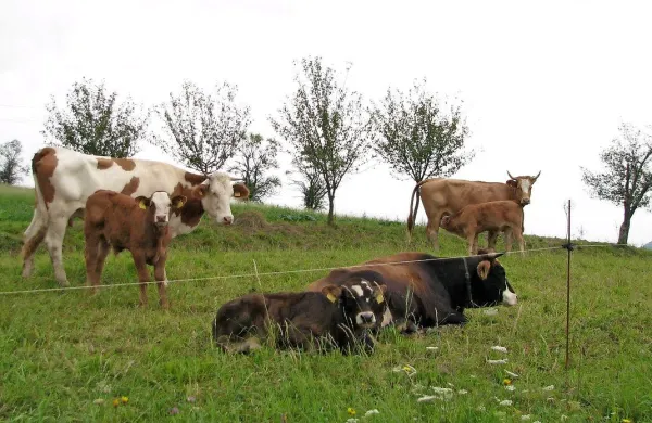 14 bistriških kmetov je ostalo brez odjemalca. Novemu 
odjemalcu bo morala na pomoč priskočiti tudi občina.