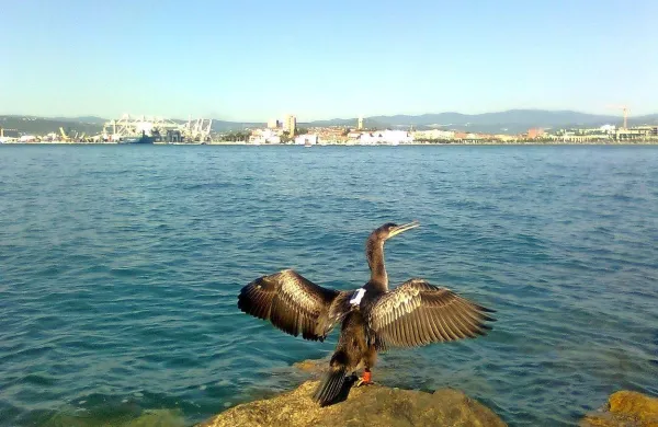 Načrti za novo marino z več kot  800 privezi, ki bi se razprostirali med staro Semedelsko cesto in 
Žusterno, se niso izšli. Namesto tega je z malo sreče tu mogoče videti le kakšnega vranjeka. 

