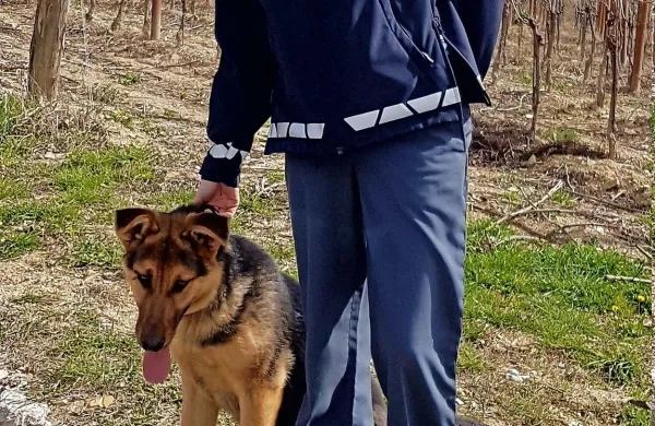 Policistiki sta pasjega mladiča zadržali do prihoda lastnika.