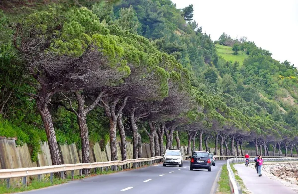 Na   obalni cesti med Žusterno in Izolo   bo 20. marca  ob 11. uri 
začel veljati nov prometni režim, ki predvideva popolno 
zaporo dela  ceste med priključkom na Krožno cesto in 
priključkom Ruda. 