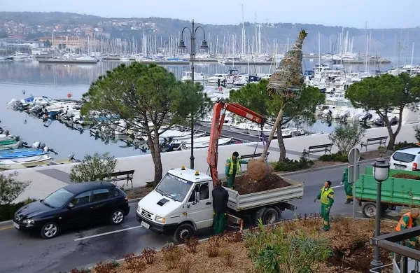 V Izoli sadijo magnolije, ki bodo nadomestile obolele palme 
na Sončnem nabrežju. 