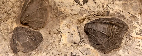 Fosili školjk odsevajo stoletja življenja na našem planetu.