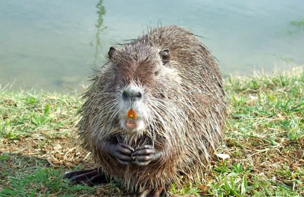 V Miljah so nutrije pravcata atrakcija, kjer razmišljajo o 
organizaciji dogodka “Nutria day”.
