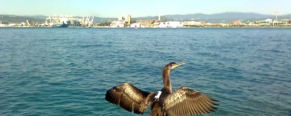 Zdaj je na nas, da prostor, ki smo ga pridobili na morskem 
obrežju med Izolo in Koprom, vrnemo ne le ljudem, pač pa 
tudi naravi.