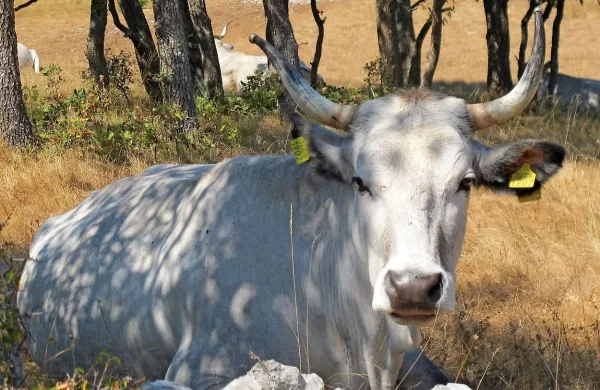 Agencija za ruralni razvoj Istre  opozarja, da se je na istrskem 
tržišču pojavilo sumljivo meso, deklarirano kot meso istrskega goveda.