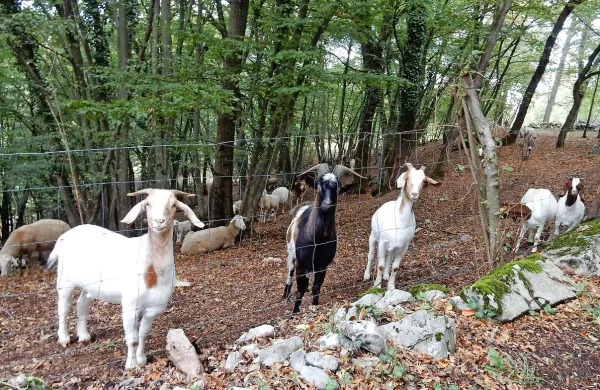 Do konca tega tedna morajo veterinarji cepiti vse koze, ovce in govedo v Sloveniji. Tega ni malo 
- samo na Bistriškem je okrog 5000 koz in ovac, na Krasu pa je tudi nekaj večjih rejcev.