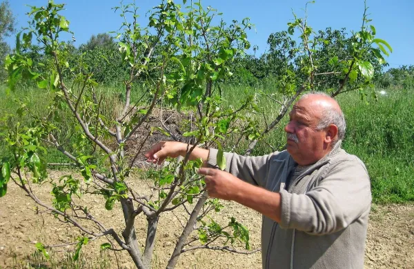 Gianfranco Giassi pojasnjuje, da ljudje bolj kot v certifikat o 
ekološki pridelavi  zaupajo v domače pridelovalce.  