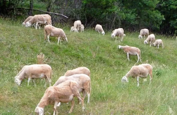 Veterinarska uprava je zaradi suma bolezni modrikastega 
jezika poslala v preiskave trupla treh poginulih živali, a pri 
vseh je bil izid negativen. 