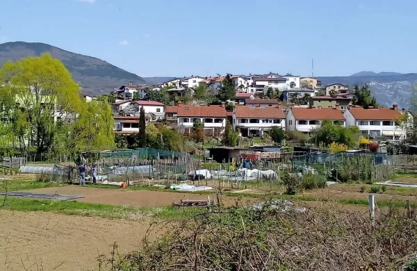 Vrtičke ob Kornu občina ne bo urejala, ker bodo zemljišča 
morda v nekaj letih pozidali. Uredila pa ni niti razmerij s tistimi, 
ki na njenih zemljiščih obdelujejo vrtove. 