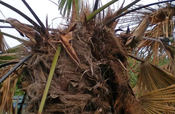 V Piranu so od decembra odstranili 110 okuženih palm.