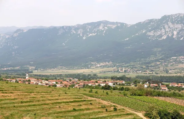 Kmetovalci v Vipavski dolini iščejo  ukrepe, ki bi pripomogli k 
stabilnejšim pogojem pridelave - to sta namakanje in zaščita 
pred burjo.