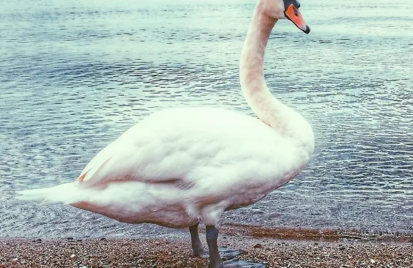 Fotografija ne simbolična.