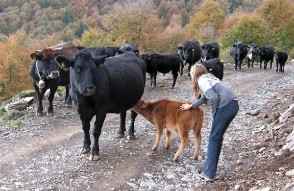 Izleti po sirarskih poteh bodo najbolj vabljivi med pašno sezono.