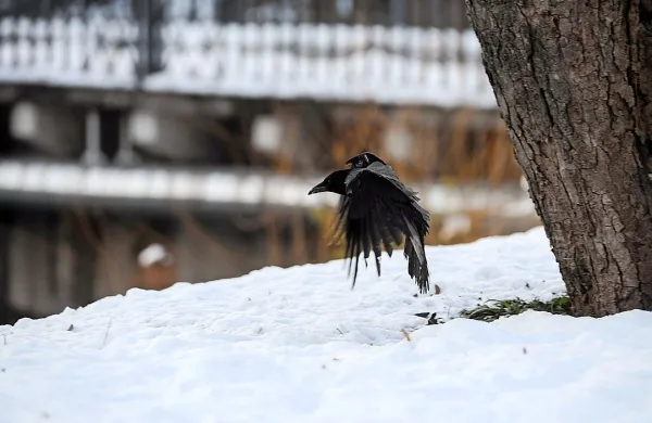 Sneg povzroča težave v Avstriji, v &Scaron;vici rekordno nizke temperature