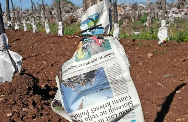 Marjan Mržek je nekaj mladih trt zavaroval pred pozebo s 
papirnatim ovojem, tudi s Primorskimi novicami, ki so večinoma dobro opravile vlogo toplotnega izolatorja. 
