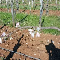 Na Krasu je pozeba najbolj prizadela višje ležeče vinograde v 
Hruševici.