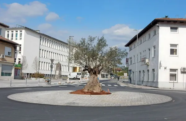 Krožišča ne krasi trta, ki je najbolj značilna  za Brda, pač pa 
oljka. 