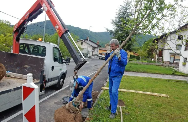 Korenine niso šle v luknje, morali so jih obrezati, kar lahko 
ogrozi drevesa. Poznavalci dreves pa se sprašujejo, ali bodo 
poljski javorji rasli v malo večjih “cvetličnih lončkih”.
